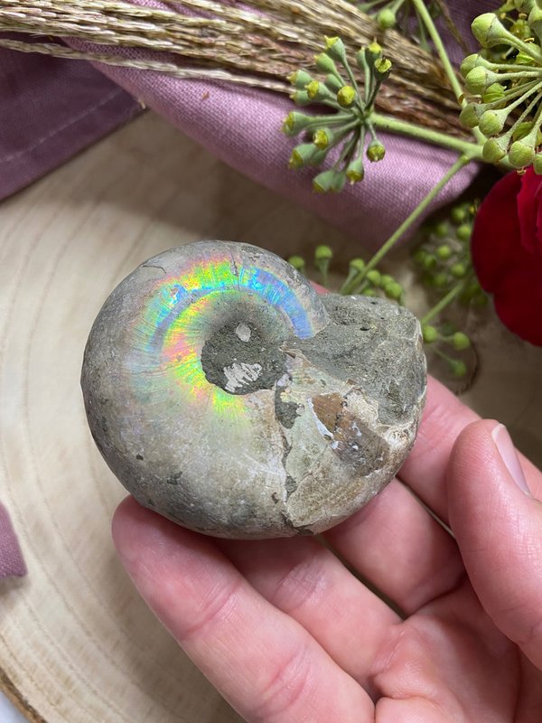 Ammonit Schnecke bunt schimmernd (Perlmutt)